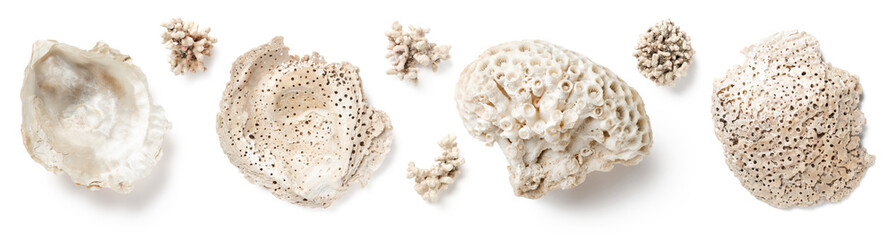 decorative beach finds: set of oyster shells and stone corals isolated over a transparent...