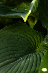 Dark green background of a large leaf with dew drops. Natural dark green background of a large...