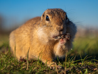 Prairie dog lying, eating sunflower seeds and looking at a camera