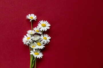 Fresh bouquet of field daisies. The background is replete with rich burgundy color, which...