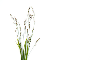Fototapeta premium meadow plants isolated on white background. Abstract fresh flowers of wild herbs, herbs.