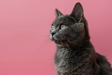 Portrait of a gray cat on a pink background close-up