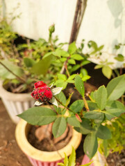 Flower bud infected with bugs, insects affecting plants, diseased pests infected flowers, nature photography 