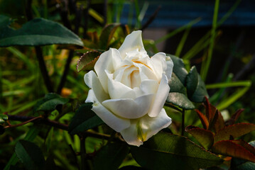 panoramicas y vida C&aacute;cota