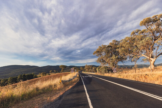 Rural road lined with gum trees on cloudy day