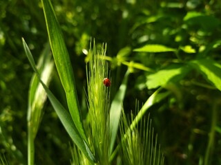 Ladybug on green grass