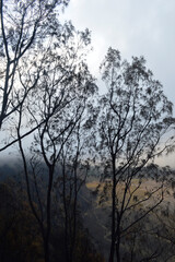 Landschaft hinter Bäumen