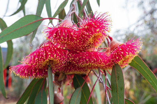 A cluster of bright pink gum nut blossoms on Australian eucalyptus tree