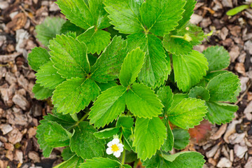 bush of fresh blooming strawberries on tree bark