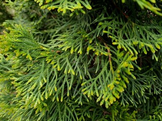 Close-up of evergreen tree branches