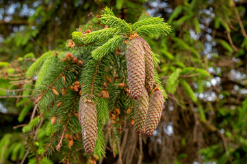 A young red fir cone on green branches on a green background with resin