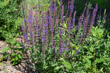 Fototapeta premium lavender in the garden. bush. spicy grass. purple flowers.