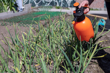 A gardener sprays greenery in the garden with a spray gun. The concept of pest control.