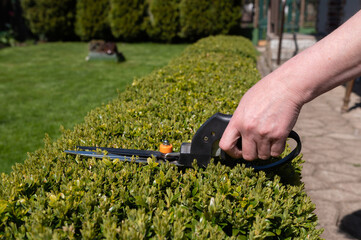 Use garden shears to cut green bushes in the garden on the plot during the day in summer