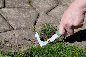 Removing grass in paving slabs on the street. A tool for removing the root system of plants