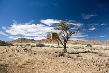 Namibia weaver nest on a salty autumn day
