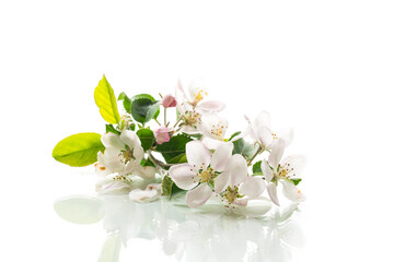 blooming apple tree flowers isolated on white background