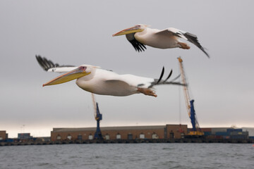 Namibia pelican close up