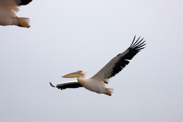 Namibia pelican close up