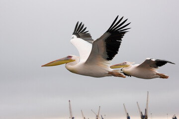 Namibia pelican close up