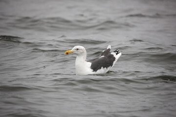 Obraz premium Namibia gull close up