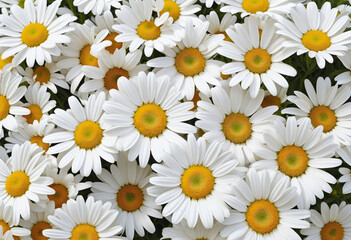 Fototapeta premium Stunning white chamomile flower standing out on a crisp white background, showcasing the beauty of nature in full bloom 