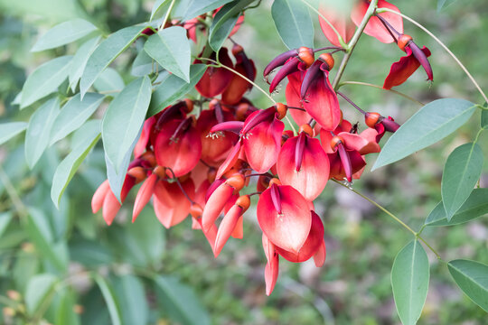 Beautiful coral tree (erythrina crista-galli) flowers.