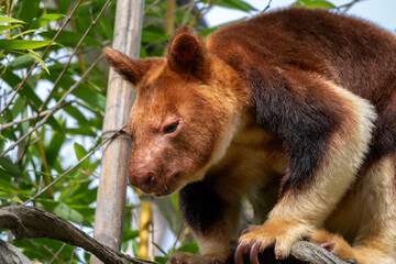 Goodfellow's Tree-kangaroo - Dendrolagus goodfellowi, beautiful colored endangered tree-kangaroo from New Guinea tropical forests.