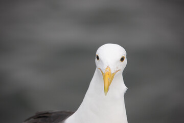 Namibia gull close up