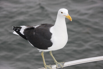 Namibia gull close up