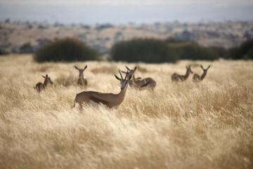 Namibia landscape with antelopes
