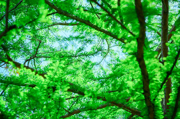 緑あふれる公園