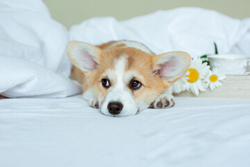 Sad cute Welsh Corgi puppy lies on a white sheet in bed in the morning