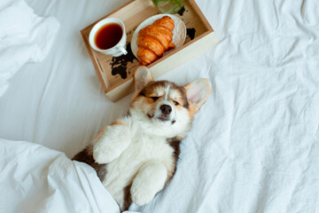 Cute Welsh corgi puppy lying on its back on the bed with a tray breakfast cup of tea, good morning...