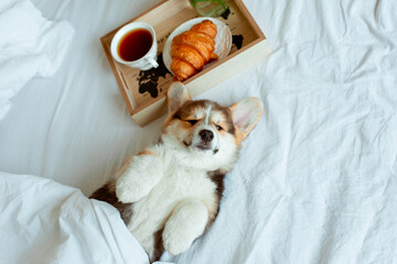 Cute Welsh corgi puppy lying on its back on the bed with a tray breakfast cup of tea, good morning pet