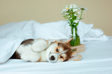 Cute Welsh corgi puppy lying on its back on the bed with a tray breakfast cup of tea, good morning...
