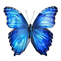 Fototapeta premium Blue Morpho Butterfly.
