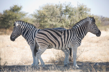 Namibia zebra in Etosha National Park on a sunny summer day