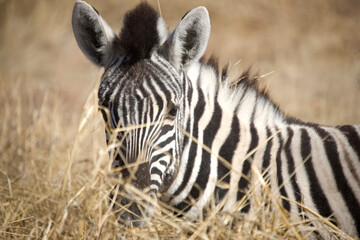 Namibia zebra in Etosha National Park on a sunny summer day