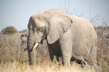 Obraz premium Namibia elephant close up