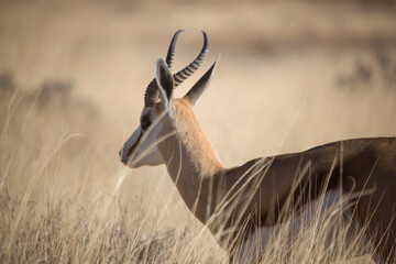 Namibia impala close up