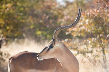 Namibia impala close up