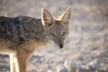 Namibia jackal close up