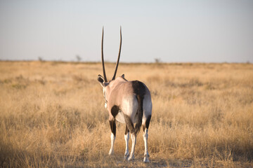 Namibia Oryx antelope Etosha Park on a sunny autumn day