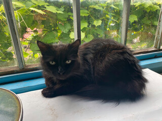 Un chat noir sur la véranda d'une maison de campagne, avec les feuilles de vigne visibles à travers la fenêtre