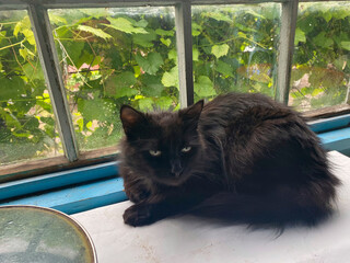 Un chat noir sur la véranda d'une maison de campagne, avec les feuilles de vigne visibles à travers la fenêtre