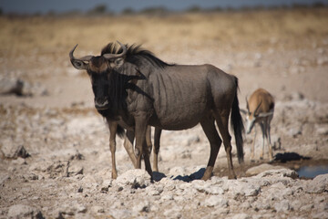 Namibia wildebeest in Etosha National Park on a sunny summer day