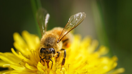 bee on a flower