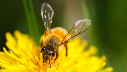 bee on flower