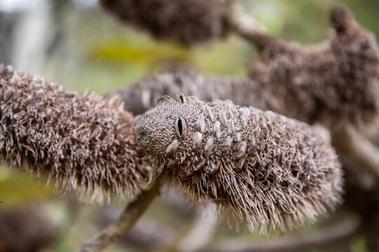 close up of banksia seed pods or old flowers